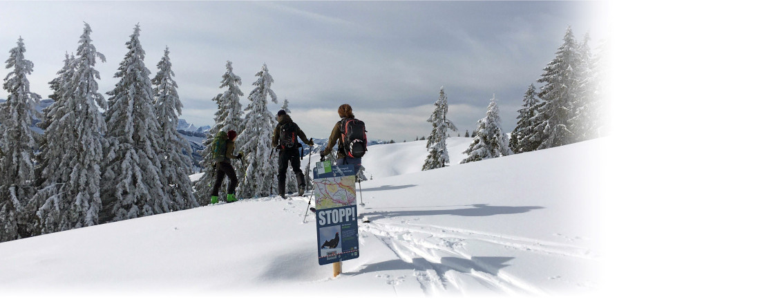 Skifahrer, die trotz "Stop"-Schild in ein geschütztes Gebiet eindringen